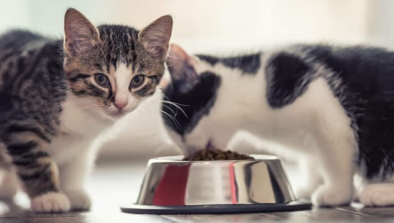 انواع غذای رنال گربه | غذای رنال اسپشیال گربه | غذای رنال جوسرا