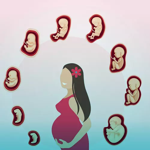 اولین عضوی که در جنین تشکیل میشود | بهترین تقویم بارداری | پرخطرترین ماه بارداری