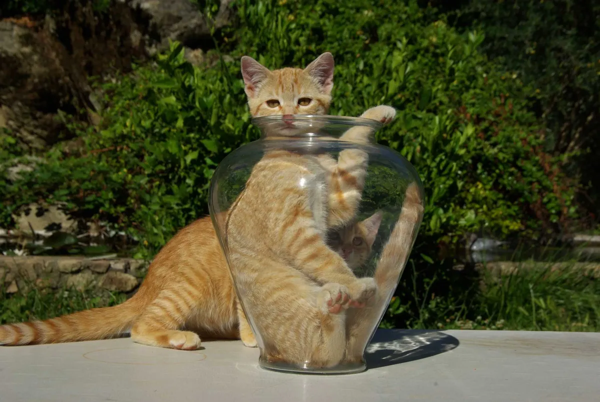 گربه نارنجی در ظرف شیشه‌ای به همراه گربه نارنجی دیگر در پس‌زمینه