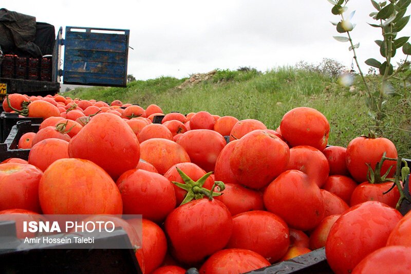 عوارض صادرات گوجه فرنگی نیم درصد شد