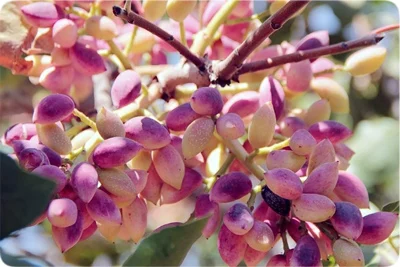 رسانه عمومی