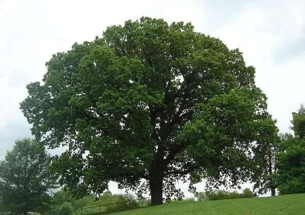 رسانه عمومی