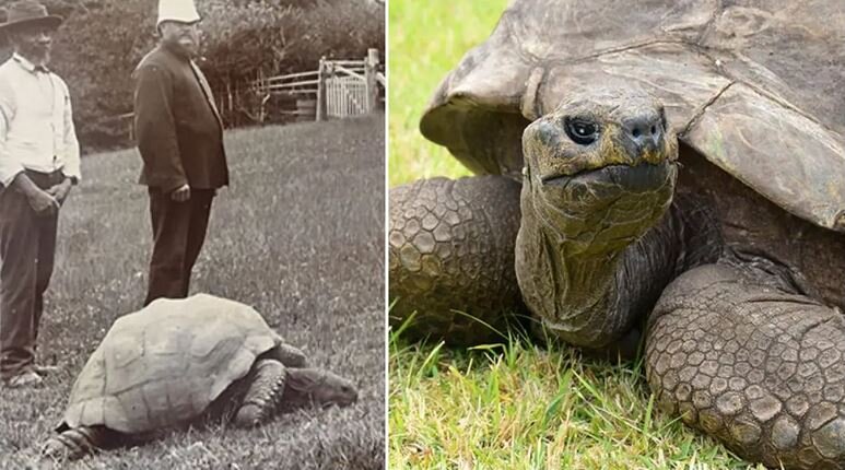 تولد ۱۹۱ سالگی پیرترین حیوان زنده دنیا در خشکی + فیلم