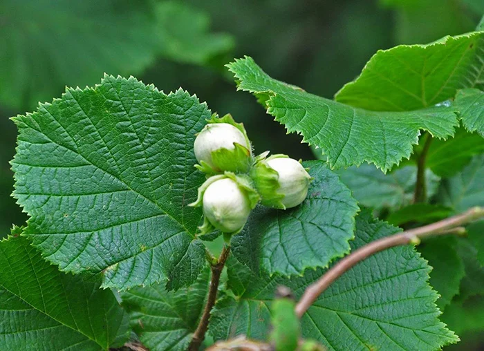 In what areas does the hazelnut tree grow better?