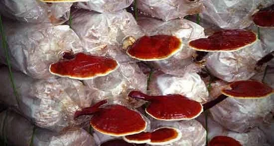 گانودرما