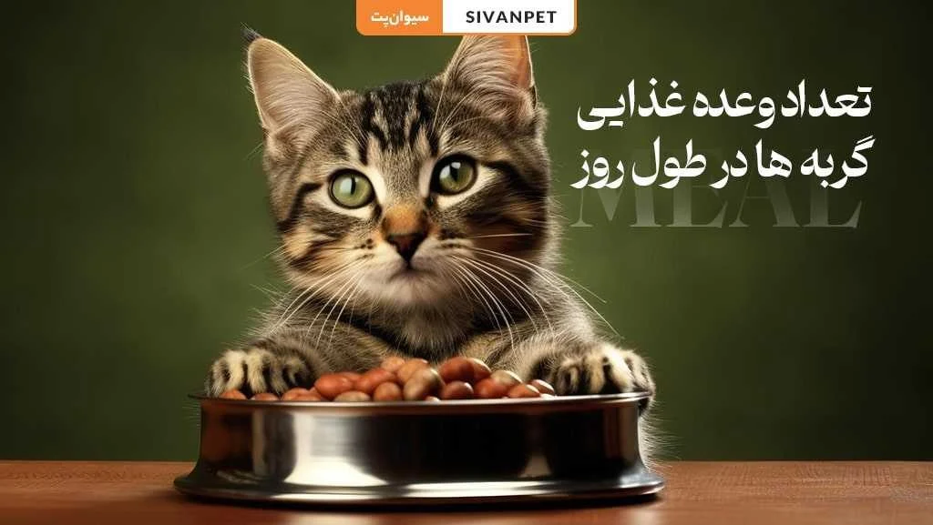 رسانه عمومی