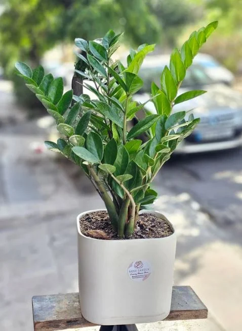 آپارتمان