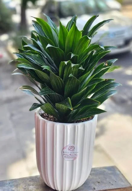 آپارتمان