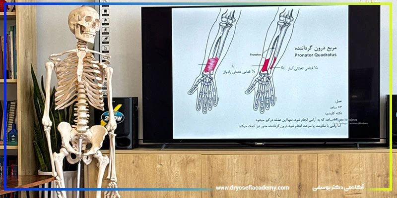تغذیه | ورزش ۱. آناتومی کاربردی: کلید درک حرکت