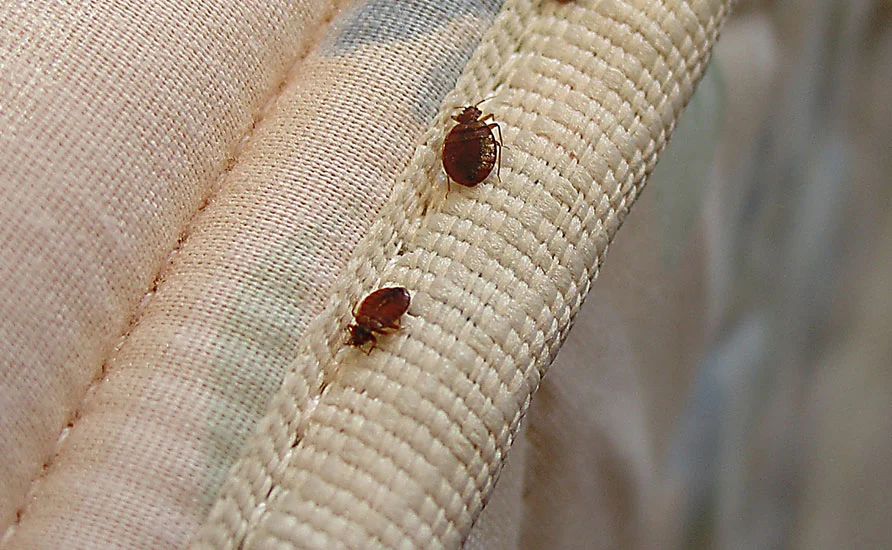 رسانه عمومی