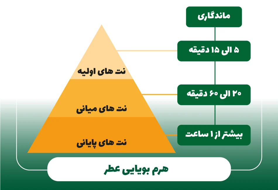 ادکلن | لوازم آرایشی هرم بویایی و لایهبندی پویا
